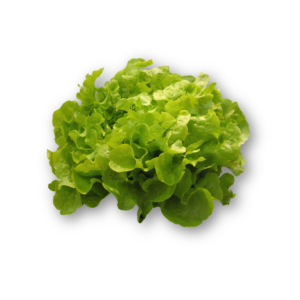 SALADE VERTE