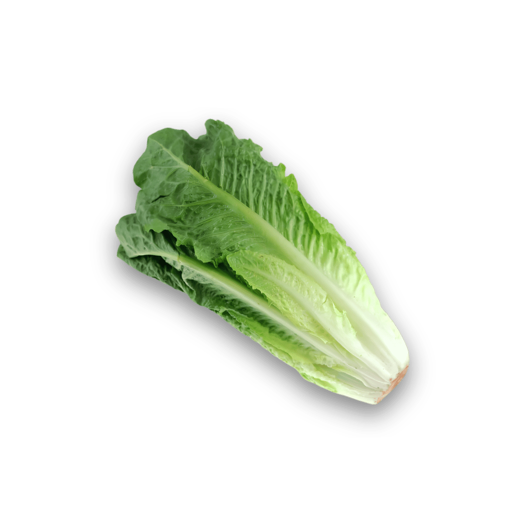 SALADE ROMAINE